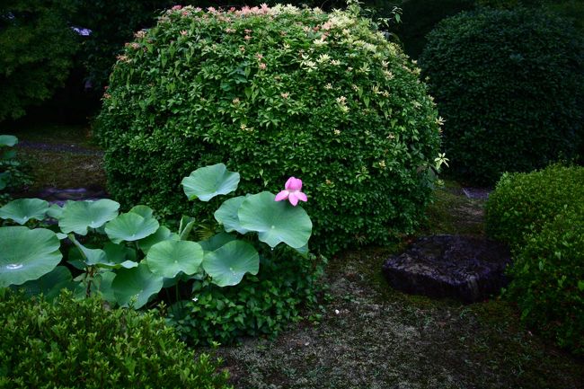 忘れ形見の様に咲いてました。。