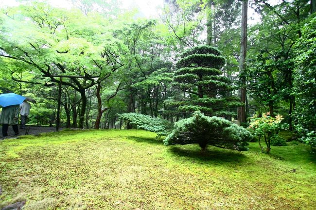 出迎えは存在感ある刈り込みでした。