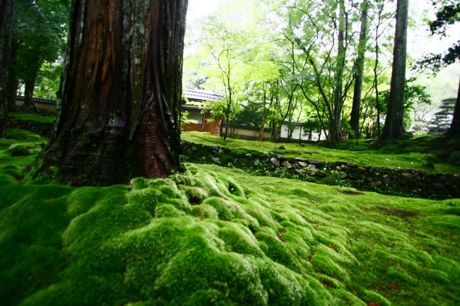 ベルベットの絨毯の様でした。。