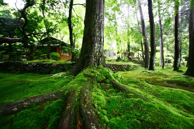 双方が・・・<br />生きてる存在感を示してみえる。。
