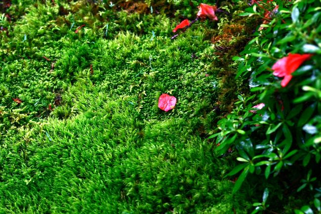 色の無い世界に唯一。<br />頬を染めてました。。