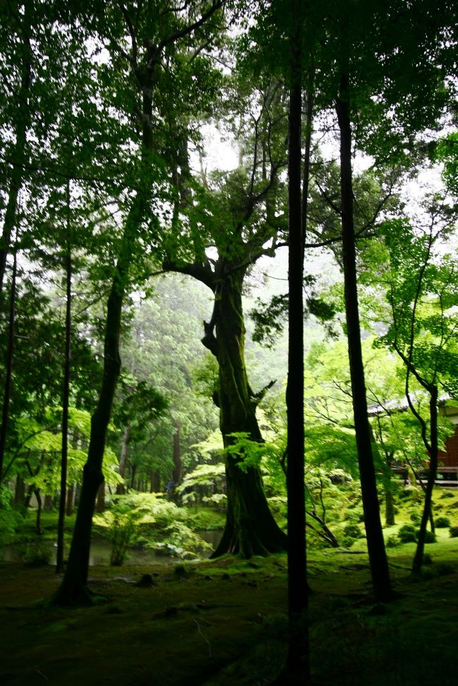 一際存在感を示してました。。