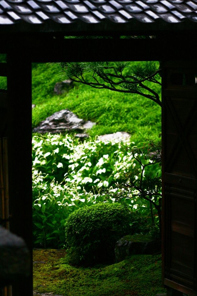 半夏生が呼んでいます。。