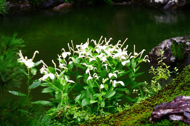 半夏生とは半化粧とも呼ばれる様ですが、奥ゆかしくて美しい。。