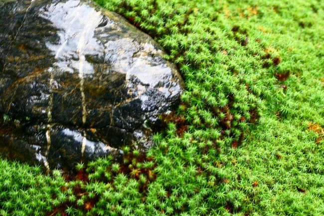 これにて「両足院」と別れました。。<br />この智積院にて宿坊の床に就きました。。。