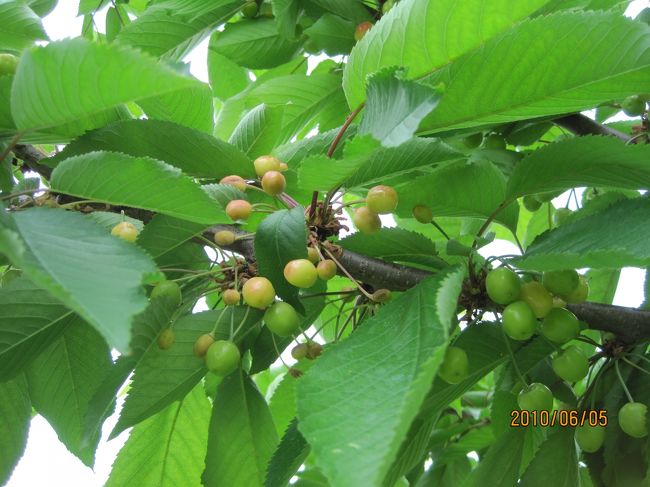 まだ青かったが、今年は天候不順あまり期待できないとのこと。