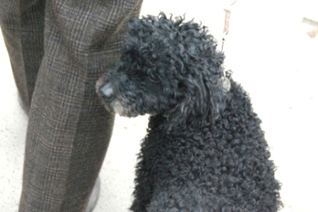 ワンちゃん天国のパリ、第一村人ならぬ第一ワンコは黒プーちゃんでした。<br />男の子ちゃんだそうです。<br />とってもおとなしく、おりこうさんでした。