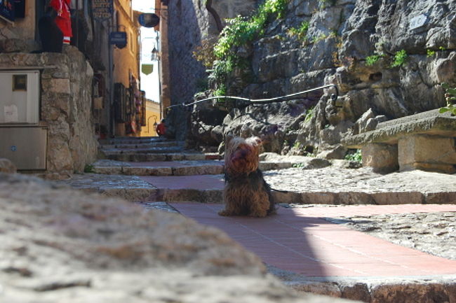 途中、ワンちゃんに遭遇。<br />この近くのお店の看板犬ちゃんと思われます。