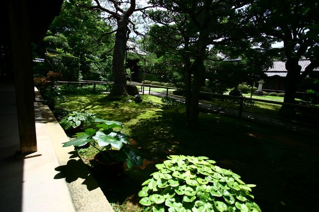 影が出たり・消えたり<br />しばし眺めました。。