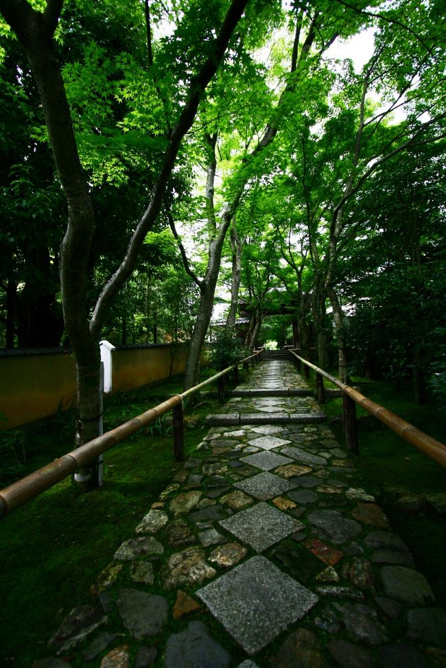 素晴らしいお顔。<br />紅葉期に派手るわけですねぇ〜<br />ひとり納得。。