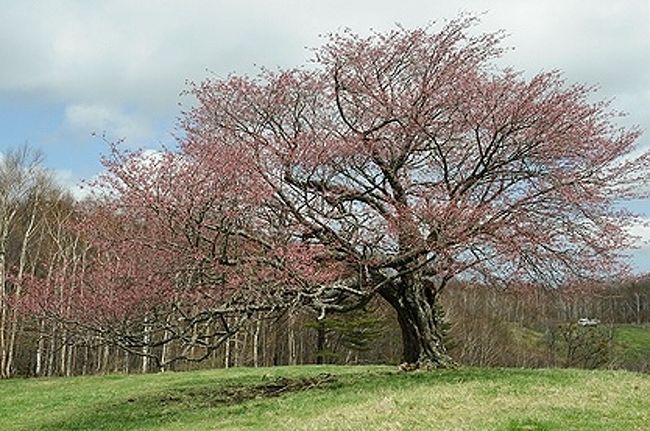 亀ヶ森牧場の一本桜 宮古 岩手県 の旅行記 ブログ By Sur Shanghaiさん フォートラベル