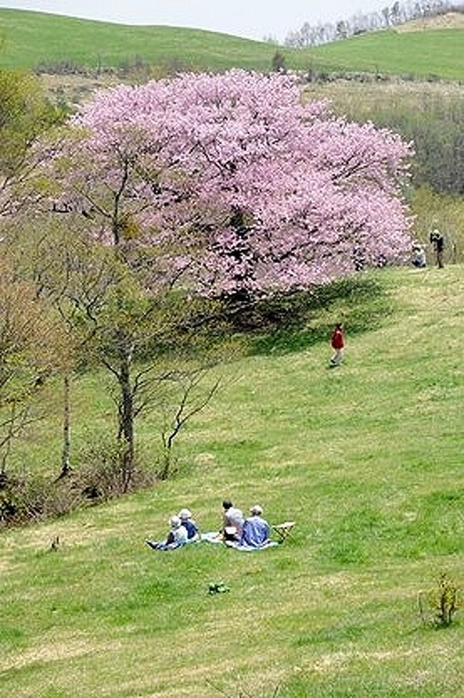 亀ヶ森牧場の一本桜 宮古 岩手県 の旅行記 ブログ By Sur Shanghaiさん フォートラベル