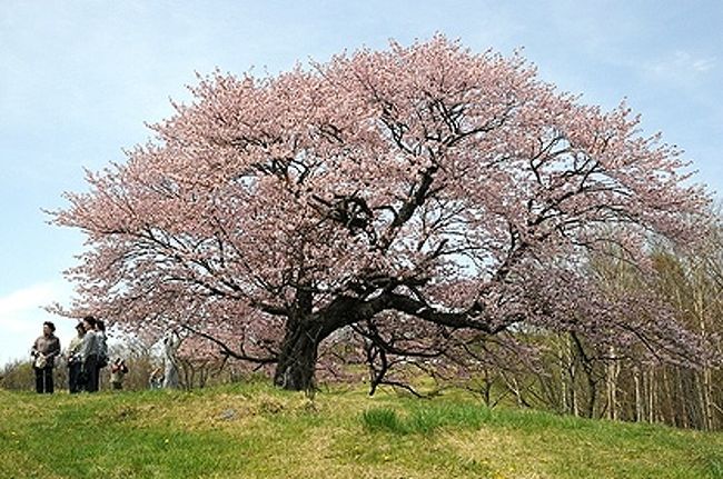 亀ヶ森牧場の一本桜 宮古 岩手県 の旅行記 ブログ By Sur Shanghaiさん フォートラベル