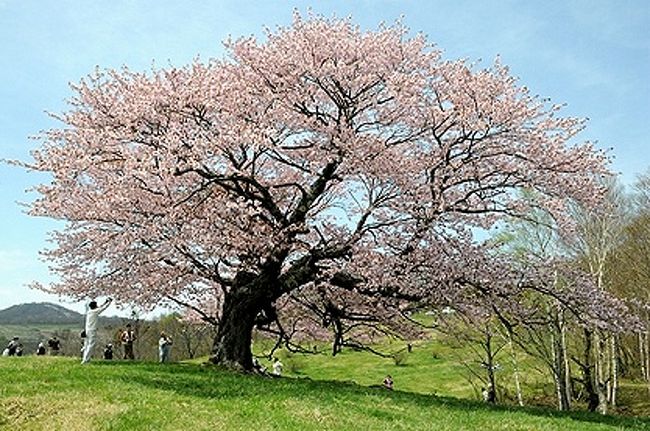 亀ヶ森牧場の一本桜 宮古 岩手県 の旅行記 ブログ By Sur Shanghaiさん フォートラベル