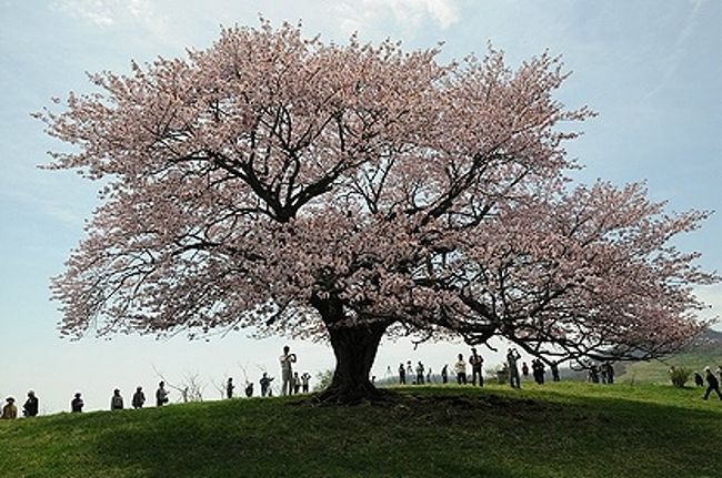 亀ヶ森牧場の一本桜 宮古 岩手県 の旅行記 ブログ By Sur Shanghaiさん フォートラベル