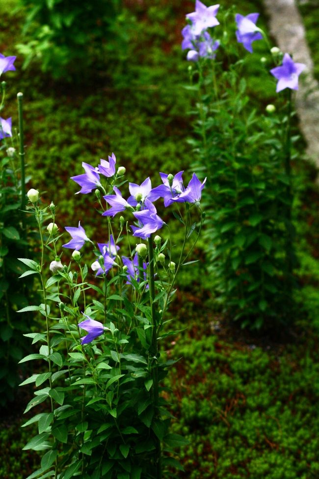 立ち姿が女性的。。