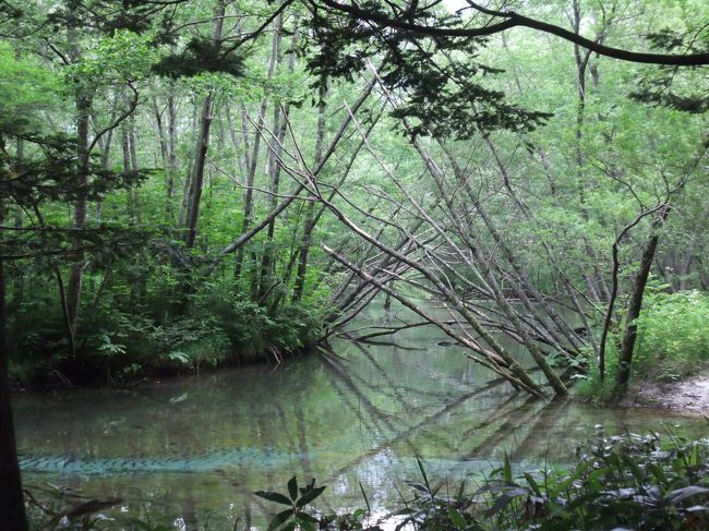 大正池から田代池を目指して遊歩道を歩きます。
