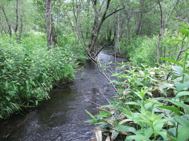川の流れは思いのほか早かったです。<br />雨の日が続いたから水かさも増していた？