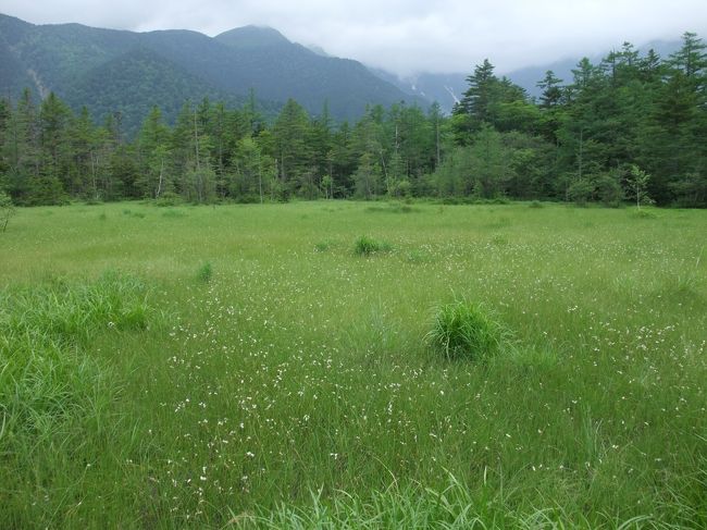 田代湿原に出ました。<br />辺り一面白い小さな花が咲いています。<br />ツマトリソウの群生・・だそうです。<br /><br />後ろは穂高連峰。<br />頂上は雲に隠れてしまって残念です。<br /><br />