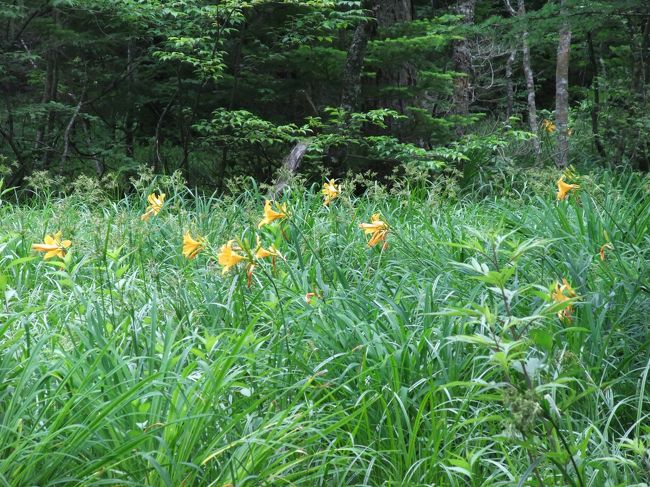 ニッコウキスゲの群生です。