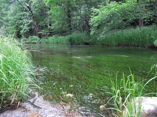 浅い川の底は美しい緑の藻です。