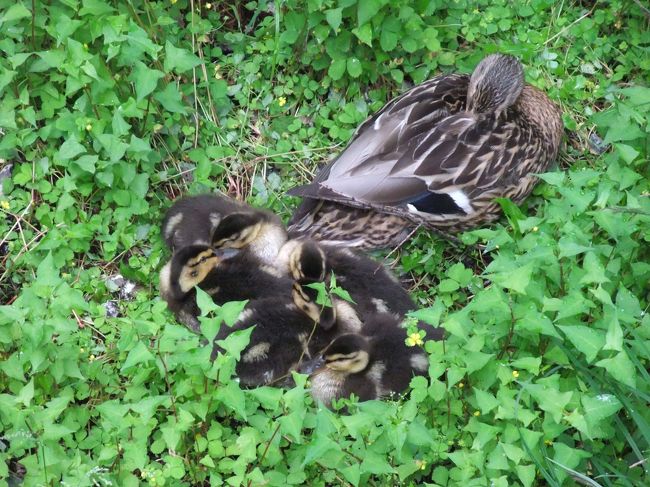 マガモは赤ちゃんの子育て奮闘中です。