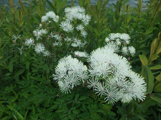 カラマツソウ・・だそうです。<br />川岸にたくさん群生していました。