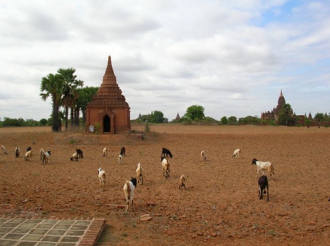 少ない食料を求めて羊が草を食む。