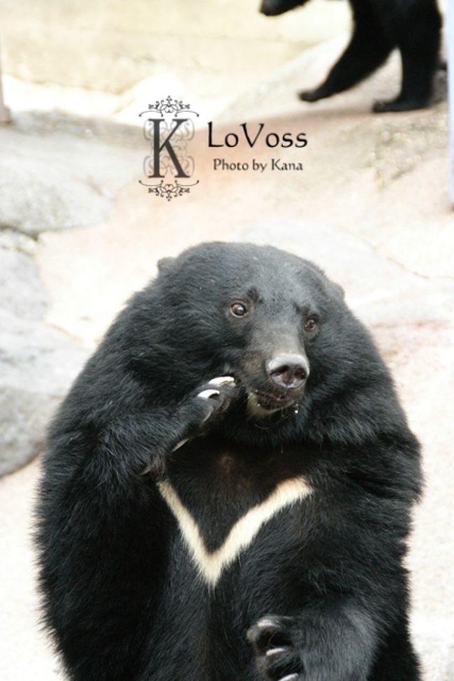 クマ牧場へも行ってみました。<br /><br />後ろのクマ、二足歩行！！！笑