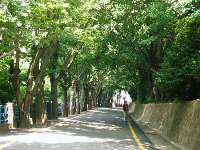 龍頭山公園にはなだらかな傾斜の<br />下り坂があります。<br />木立のトンネルを抜けながら歩みを<br />進めると...<br /><br />elle兄が立ち止まり何やら見つめています。