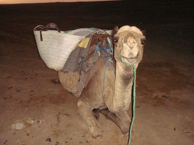 あまりおりこうさんじゃなかったミミ。