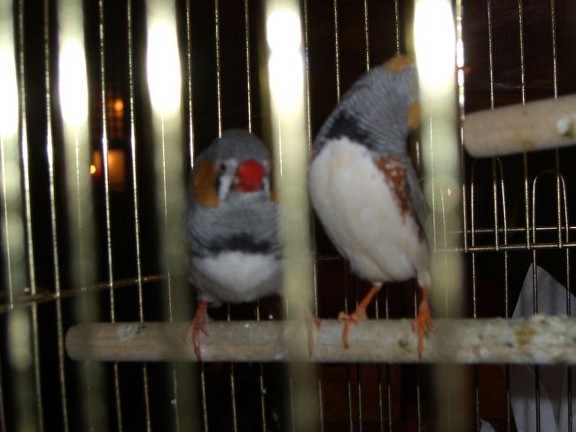 ここの喫茶店には小鳥がいます。<br />