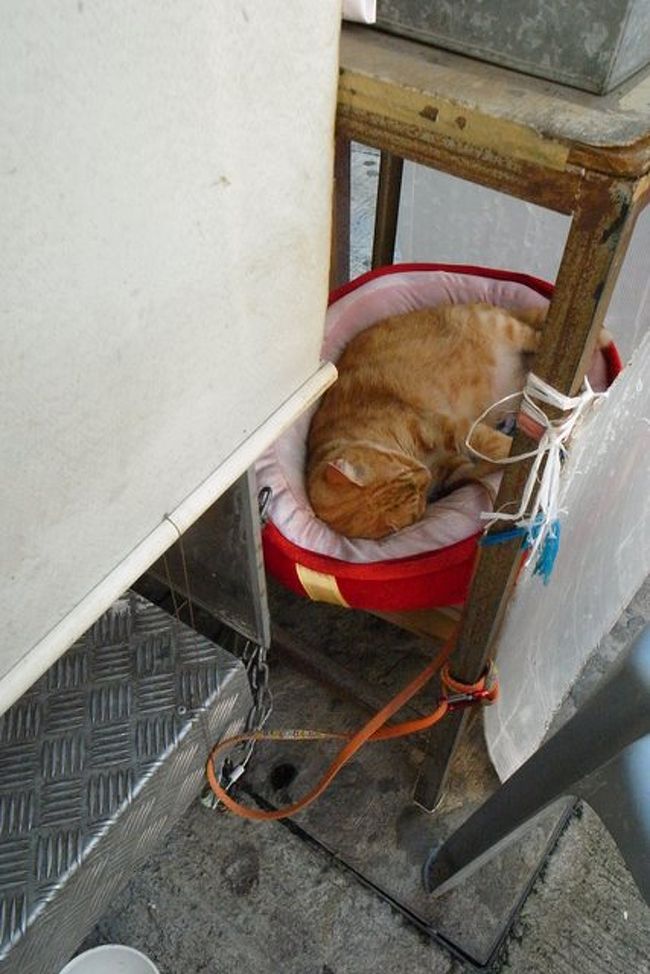 去年同様、看板猫ちゃんもいました。<br />※参考→http://4travel.jp/traveler/naicha/pict/15957848/<br /><br />朝だったから、寝てたけど。