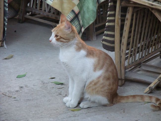 　教会の中にあるカフェで休憩。そのカフェをあっちこっちと走り回ってたネコさん。<br />　日本もエジプトもネコは変わりませんなぁ。