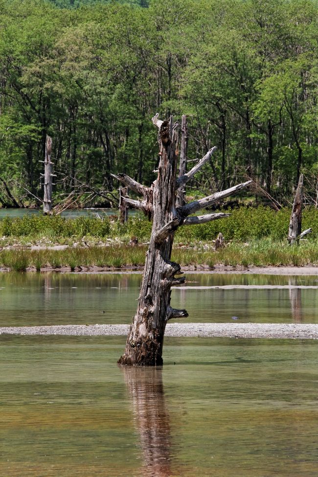 大正池の枯れ木です。