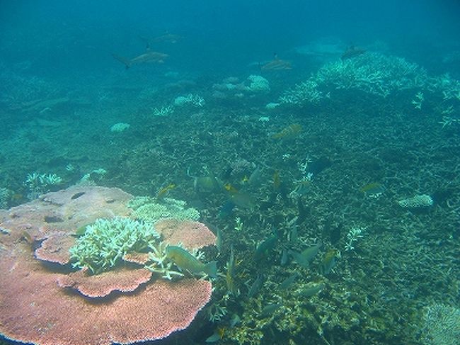上の写真の島の反対側は「Shark Bay」というそうで、その名の通りちっちゃいけどサメがいました。<br />しかも隊列を組んで泳いでました〜♪♪
