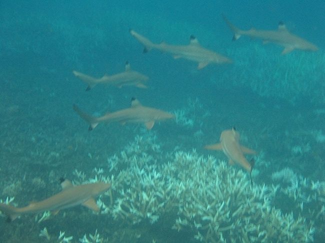 サメ好きの私には、たまらない好スポット♪♪<br />スノーケル･トリップしなくてもこれが見られるのは、かなり嬉しい＾＾