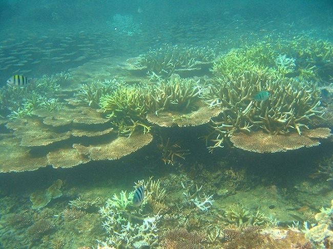 帯のように列をつくるちっちゃい子たち。<br />あんまりカラフルな魚は見かけなかったかな。