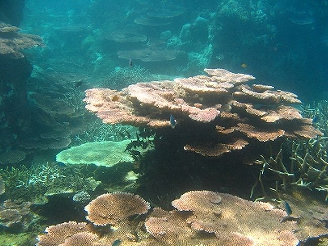 珊瑚の下に集まるお魚たち。<br />この周辺は珊瑚も元気・・・とは言いがたいのが現状でしたが、元気にしている珊瑚もありました。