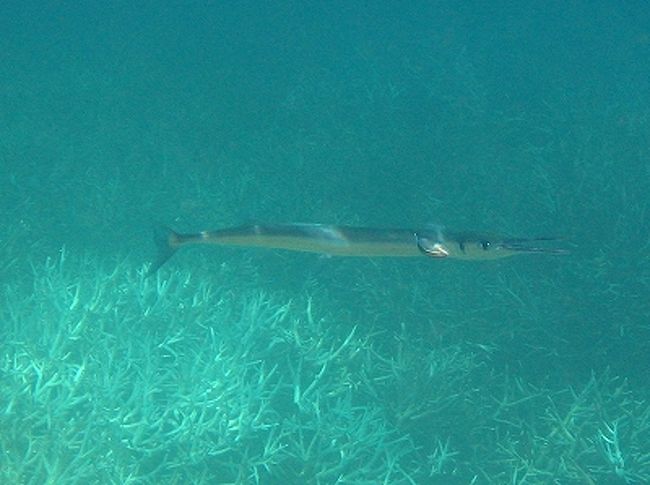 水面近くを泳いでいる、サヨリ。<br />口をパカーっとあけているのが、何だかマヌケでかわいい。