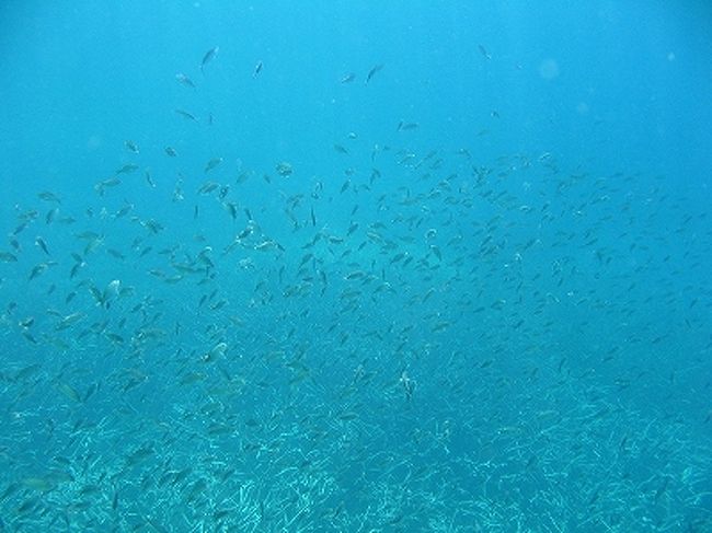 魚の種類は少ないながらも、魚影はなかなか。<br />小魚は時々こんな風に現れました。<br />何も持ってないよー？