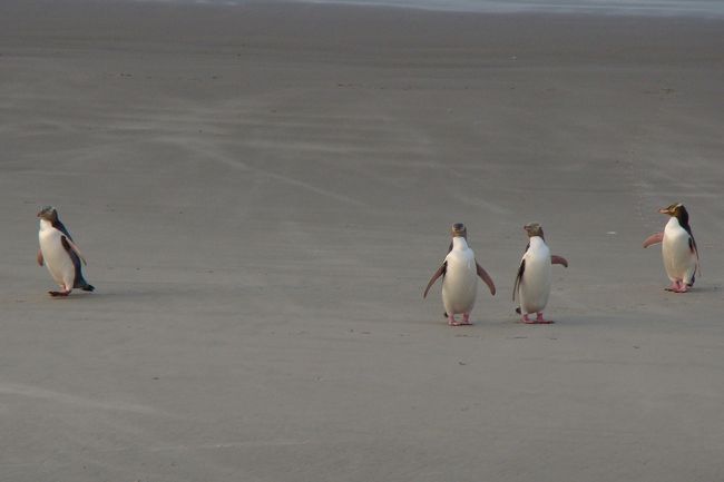 ニュージーランド南島 12 イエロー アイド ペンギンに和む 浜で 10年 Gw ダニーデン ニュージーランド の旅行記 ブログ By Korotamaさん フォートラベル
