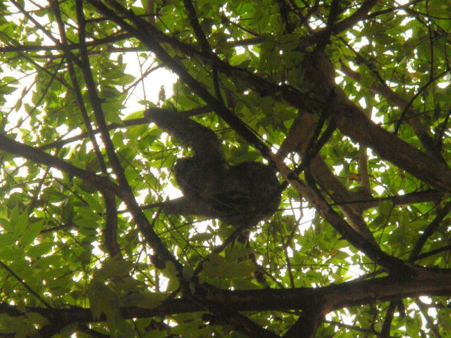 ナマケモノ第１号発見！！