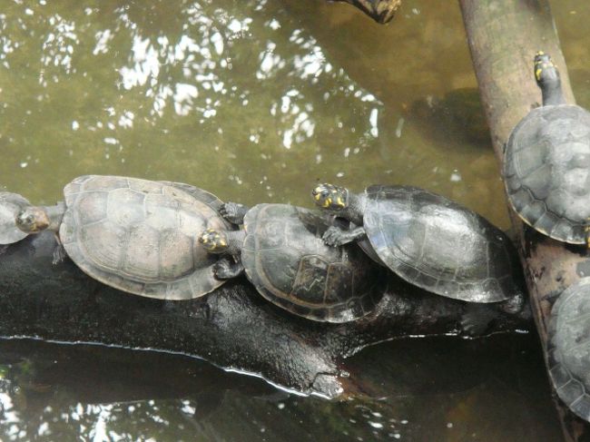 重なりまくりなカメさん（笑）<br />