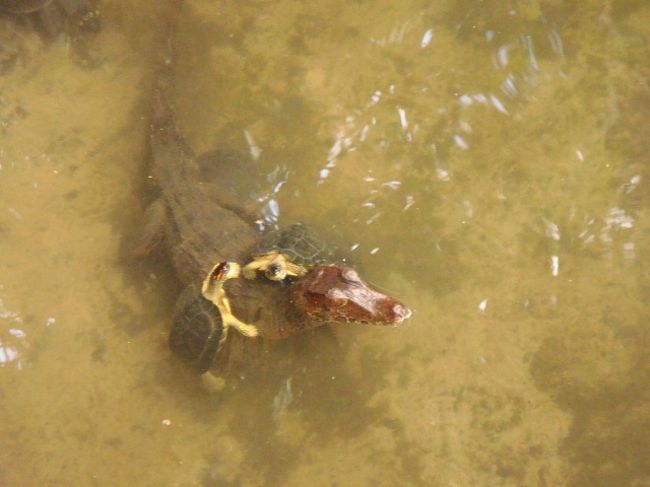 とっても仲良しなワニ＆カメ♪