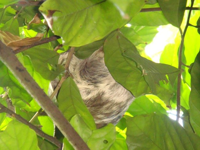 ナマケモノ第２号