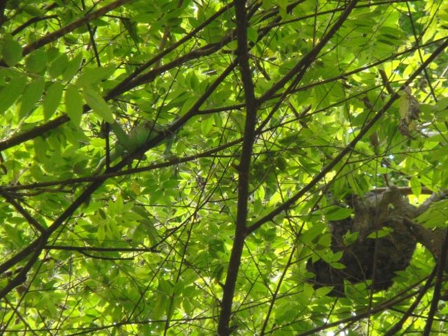 ナマケモノと一緒にでっかいカメレオンみたいなのもいた！！