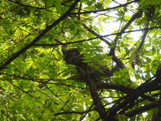 ナマケモノは、本当にキュート♪