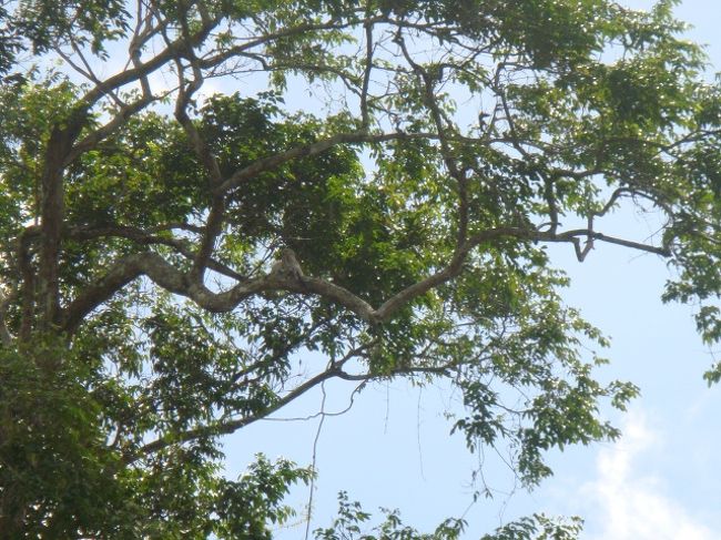 フクロウかなんかの鳥(笑）<br />