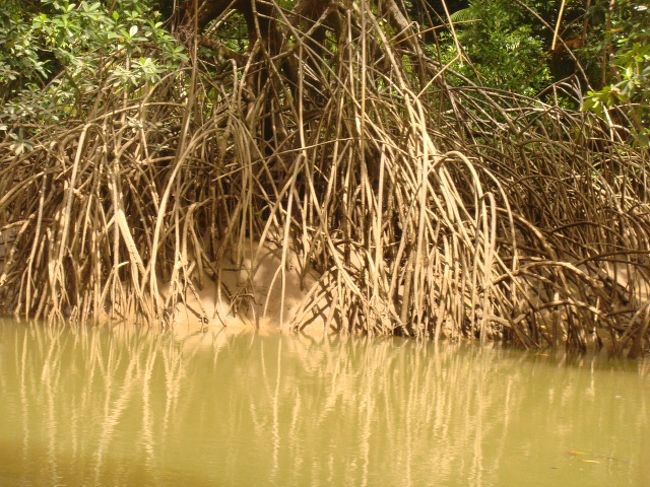 すごい木の根っこ！！